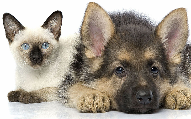 En este momento estás viendo ¿CACHORRO EN CASA? CONSEJOS PARA SUPERAR CON ÉXITO LOS PRIMEROS MESES