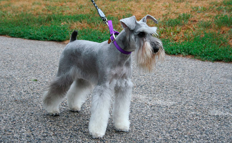 En este momento estás viendo SCHNAUZER MINIATURA