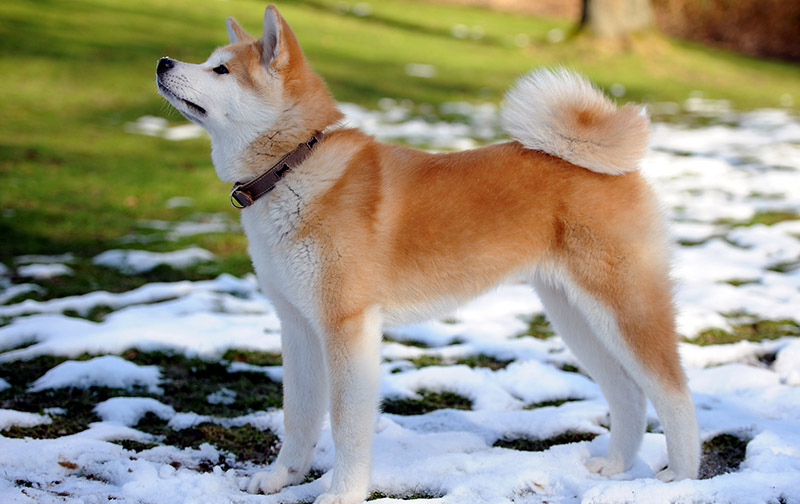 En este momento estás viendo AKITA INU