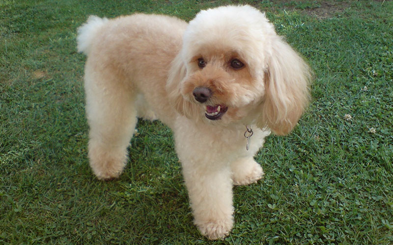 En este momento estás viendo CANICHE