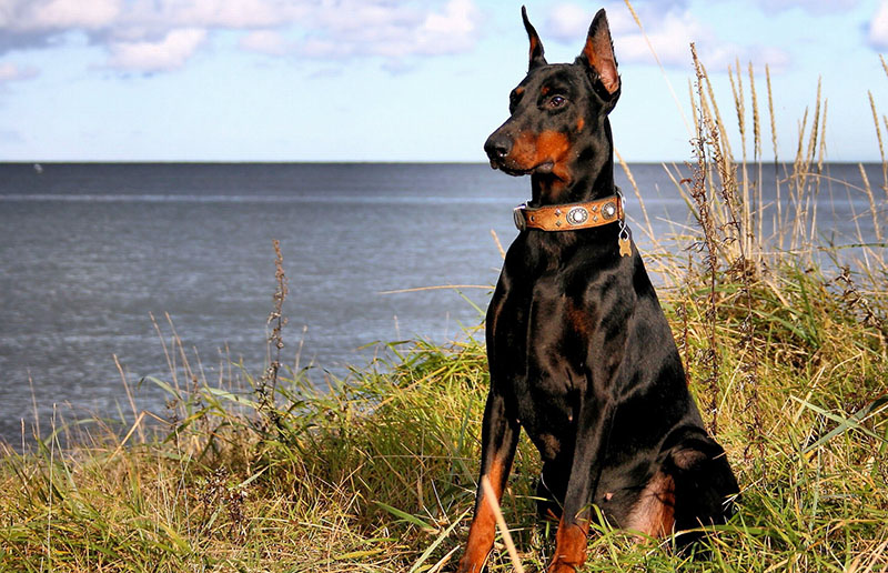 En este momento estás viendo DOBERMANN