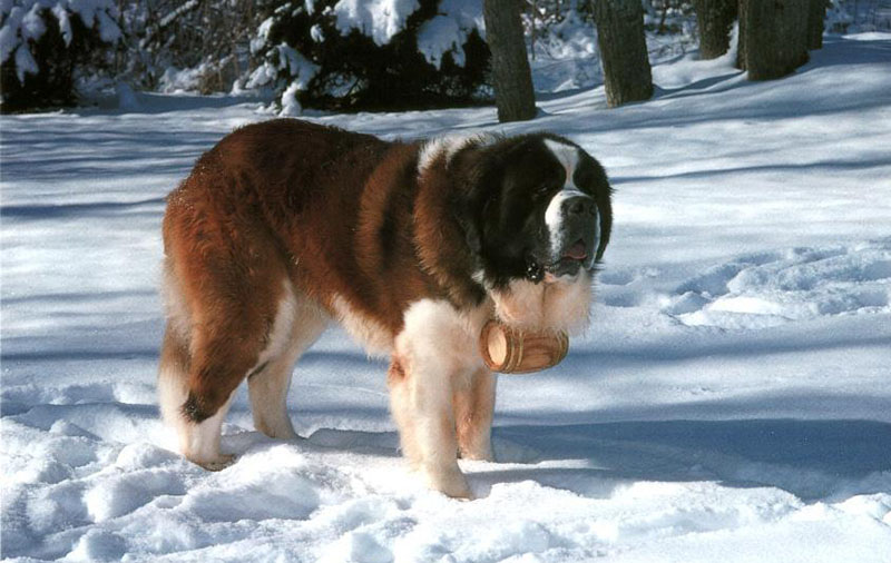 En este momento estás viendo SAN BERNARDO