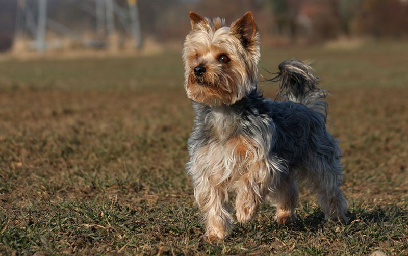 En este momento estás viendo YORKSHIRE TERRIER