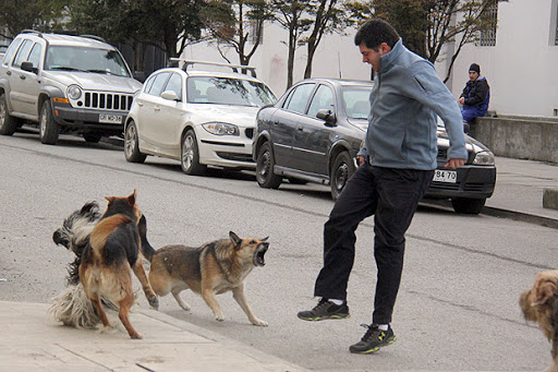En este momento estás viendo LA AGRESION DE LOS PERROS HACIA LA GENTE