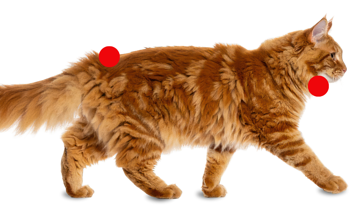 Zonas de acumulación de grasa en gatos