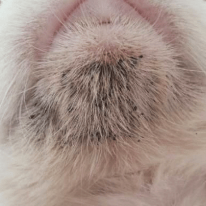 Detalle del mentón del gato