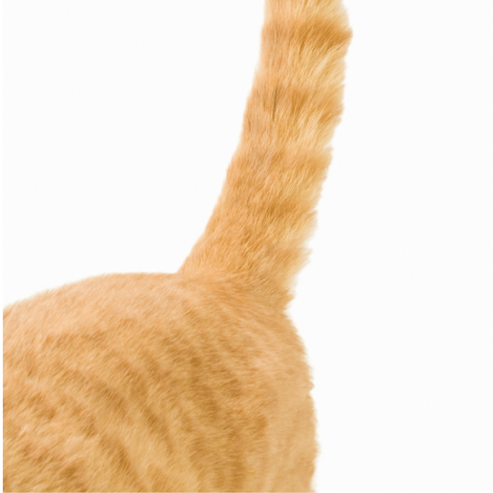 Detalle de la base de la cola del gato