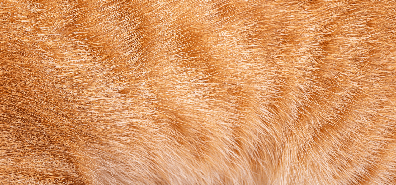 Shampoo Cats Totópet